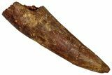 Fossil Spinosaurus Tooth - Real Dinosaur Tooth #355730-1